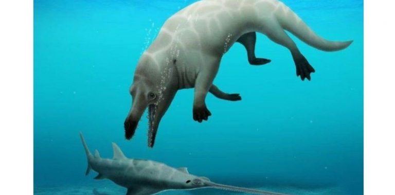 Descubren una nueva y feroz ballena de cuatro patas en el Sur de Egipto