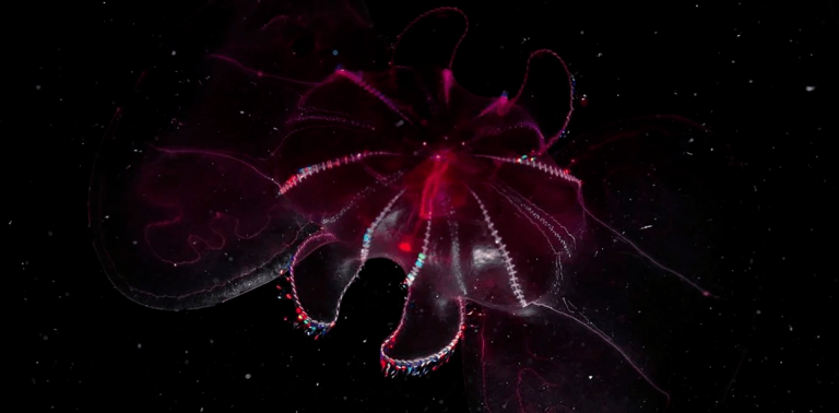 Identifican cientos de variedades de medusas