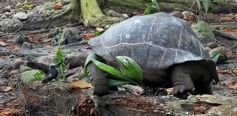 Estas tortugas gigantes se comen las crías de los pájaros
