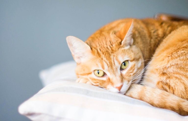 Mascotas: ¿por qué los gatos naranjas son especiales?